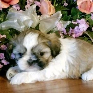 Meet your Posher, Karie